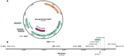 An easy method to generate recombinant pseudorabies virus expressing the capsid protein of Porcine circovirus type 2d